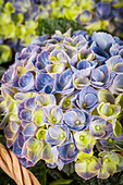 Hydrangea macrophylla 'Magical Revolution'®, blau