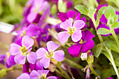 Aubrieta x cultorum 'Kitte® Purple