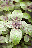 Ocimum basilicum 'Magic Mountain'