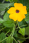 Thunbergia alata, goldgelb