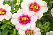 Calibrachoa