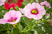 Calibrachoa, pink