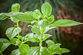 Ocimum basilicum 'Magic White'