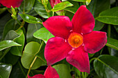 Mandevilla sanderi, rot