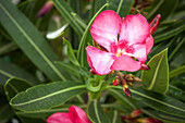 Nerium oleander