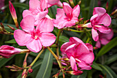 Nerium oleander, dark pink