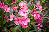 Nerium oleander