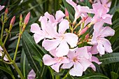 Nerium oleander, rosa