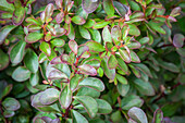 Berberis thunbergii 'Atropurpurea Nana'