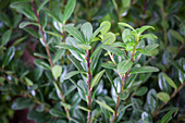 Ilex crenata 'Robustico'