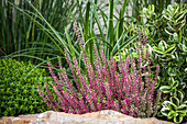 Calluna 'Beauty Ladies'®