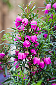 Boronia heterophylla