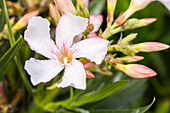 Nerium oleander, white