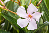 Nerium oleander