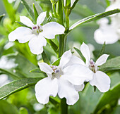 Lobelia erinus, white