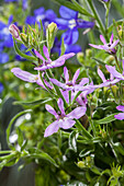 Lobelia erinus