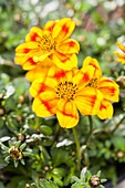 Bidens ferulifolia 'BeeDance'®