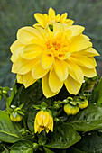 Dahlia, yellow