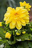 Dahlia, yellow