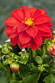 Dahlia, red