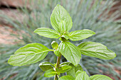 Ocimum basilicum 'Magic White'