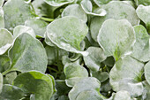 Dichondra argentea 'Silver Falls'