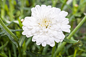 Argyranthemum 'Crazy Daisy