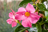 Mandevilla sanderi, rosa