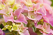 Hydrangea macrophylla, rosa