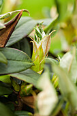 Rhododendron 'Honey Scent' (German)