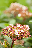 Viburnum tinus