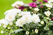 Chrysanthemum multiflora