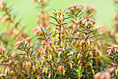 Erica carnea, rosa