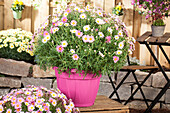 Argyranthemum frutescens pink