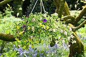 Calibrachoa