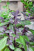 Ocimum basilicum 'Magic Blue'