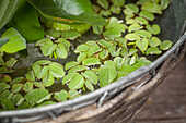 Salvinia natans