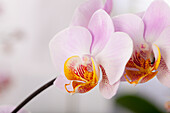 Phalaenopsis