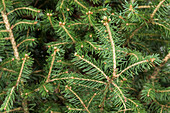 Picea abies