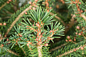 Picea abies