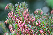 Erica carnea, rot