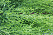 Cupressus macrocarpa 'Goldcrest'