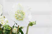 Helleborus hybrids