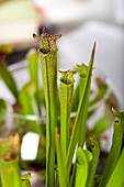 Sarracenia farnhamii