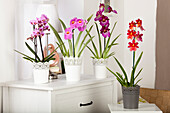 Orchid mix