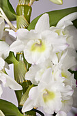 Dendrobium nobile, white