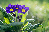 Primula vulgaris