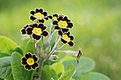 Primula rosea 'Grandiflora'