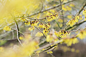 Hamamelis intermedia Arnold Promise