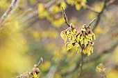 Hamamelis intermedia Arnold Promise